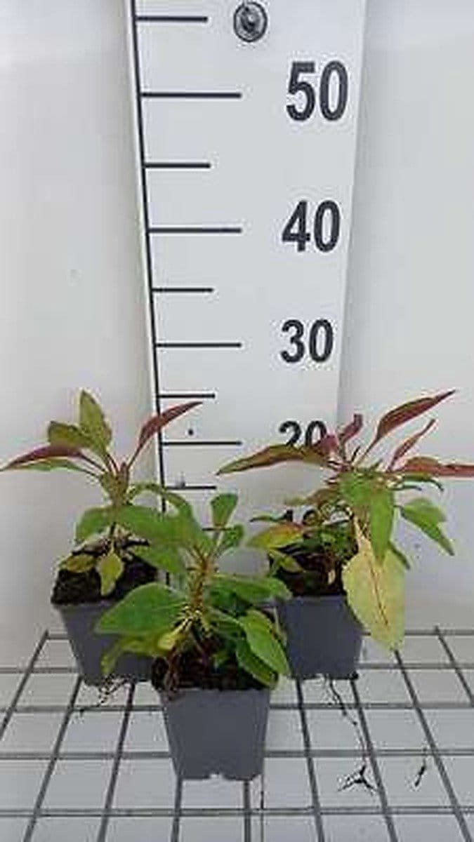 6x Schildpadbloem - Penstemon hybr. 'Winter Star' | 9x9 cm pot