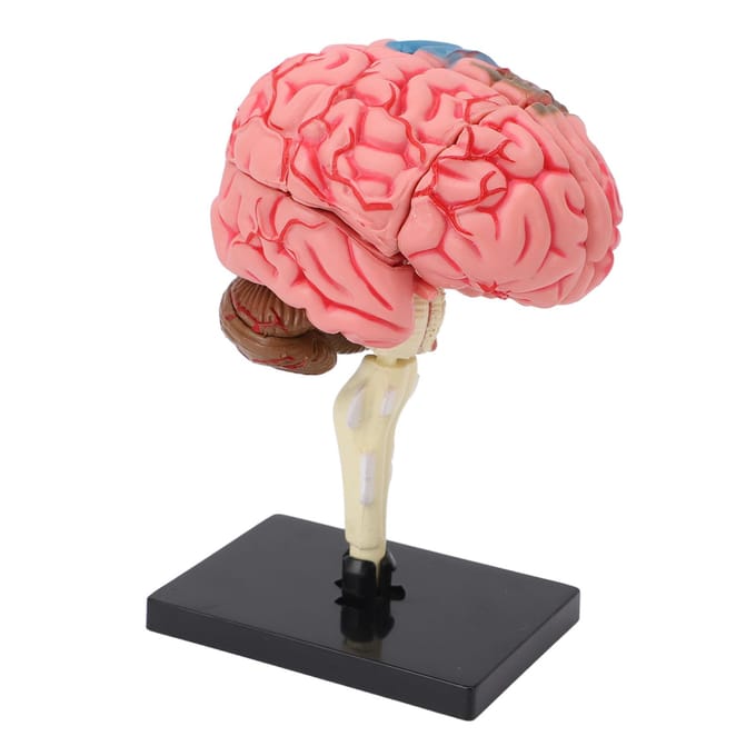 Hersenmodel Neuroanatomie Structuur Onderwijstool Menselijke Hersenen Anatomisch Model met Basis voor pink