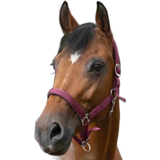 Halster voor paarden Norton Doublé néoprène