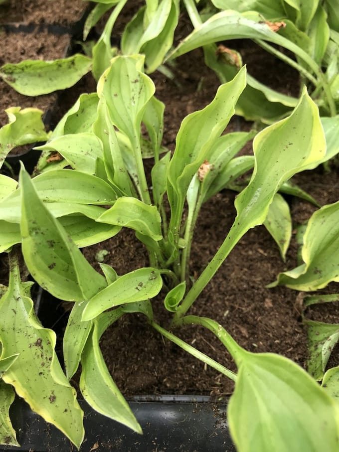 6 x Hosta 'Lemon Delight' (Mini) - Hartlelie - P9 Pot (9 x 9cm) - Dima Vaste Planten