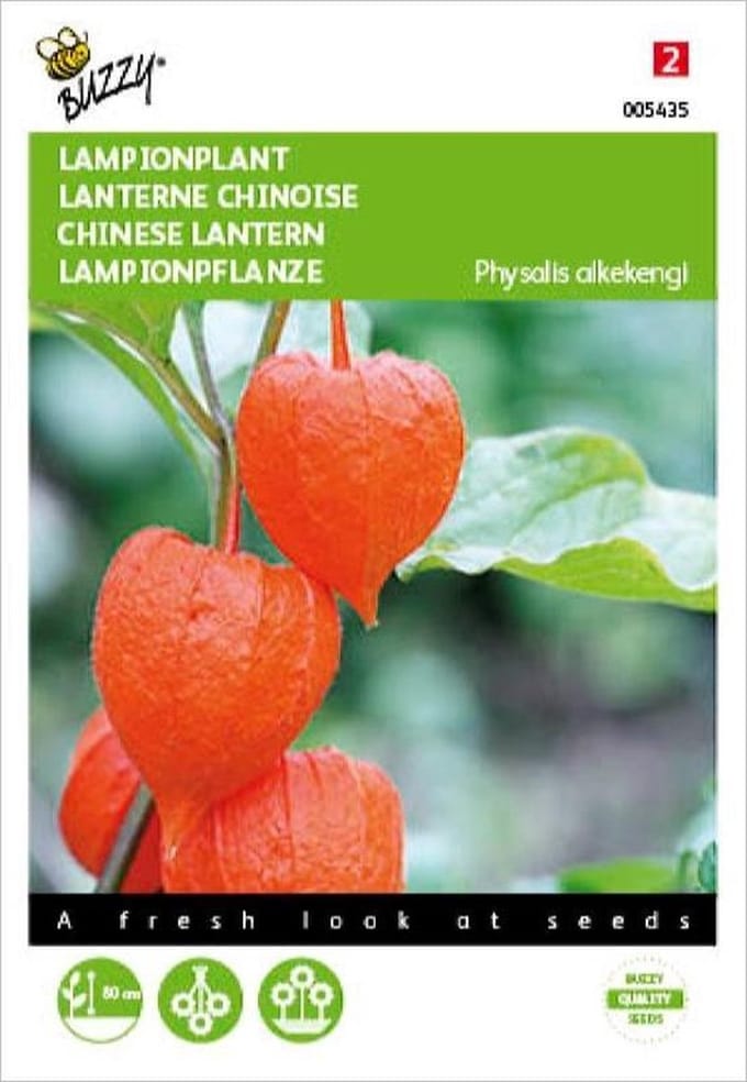 Physalis alkekengi (oranje lampionnetjes)