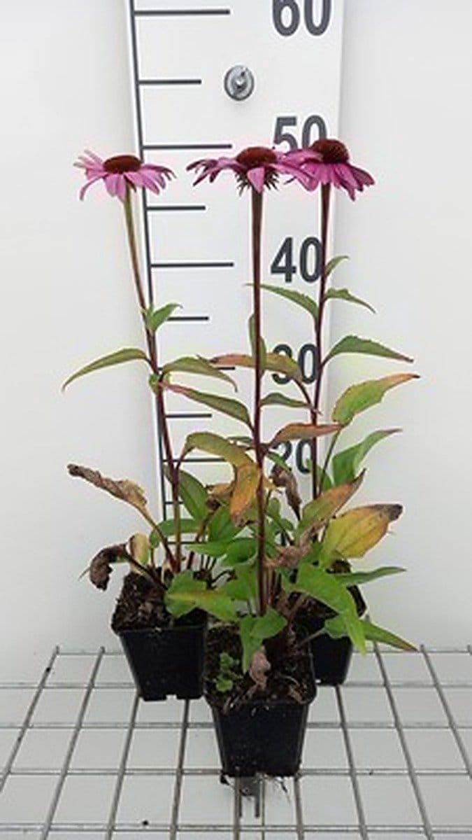 6x Zonnehoed - Echinacea purp. Magnus Superior' | pot 9 x 9 cm