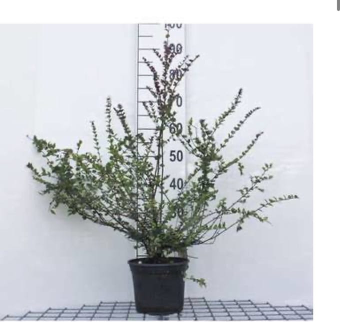 Lonicera nitida 'Red Tips' - Kamperfoelie, Struikkamperfoelie 20 - 25 cm in pot