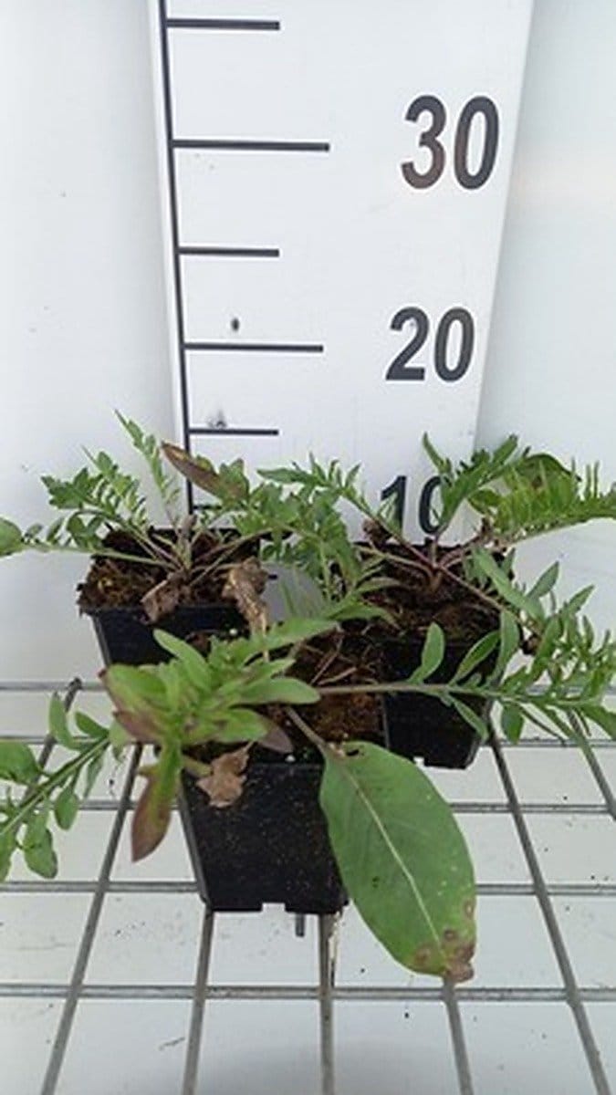 6x Korenbloem - Centaurea atropurpurea | 9x9 cm pot