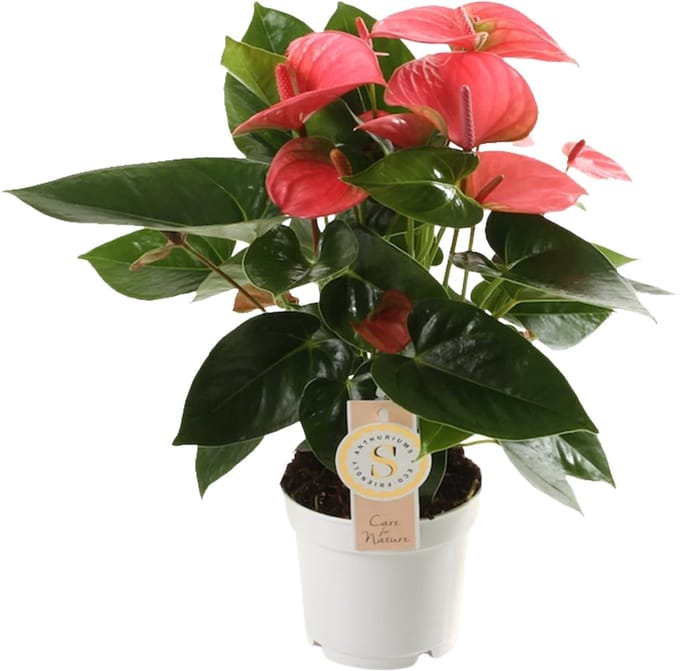 Anthurium "Pink Champion" - Hoogte 40cm - Pot 12cm