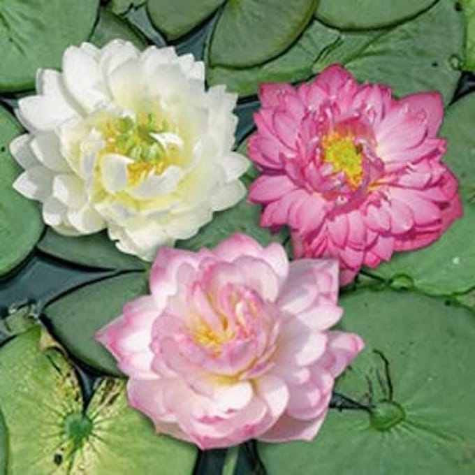 Moerings Nelumbo Mix 3 Kleuren | Lotus | In 3L Mand