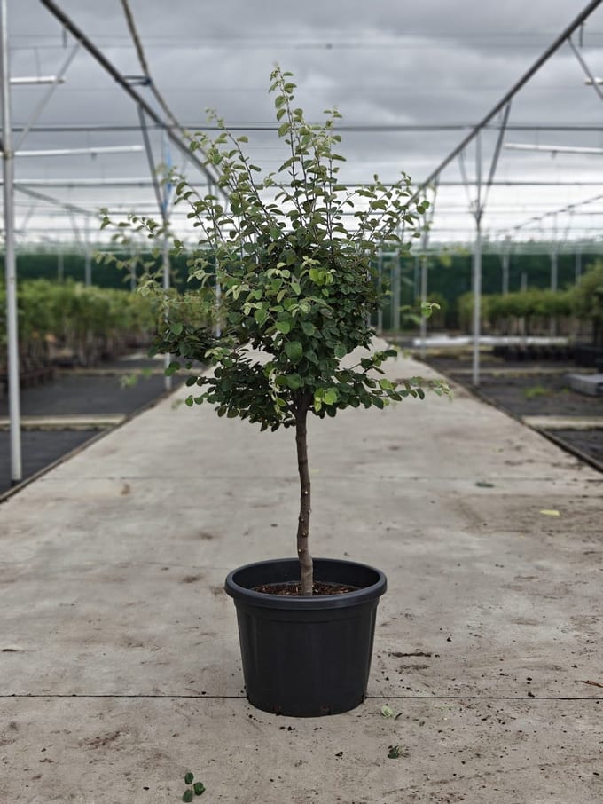 Cydonia Oblonga 'Lescovacka' - Oude Kweeperenboom - Onderstam BA29 - 45L pot - ca. 2m