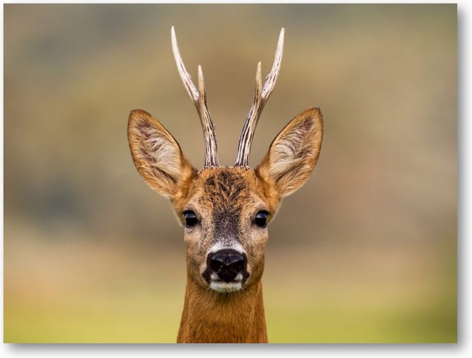 Hert Portret - 40x30 Canvas Liggend - Dieren