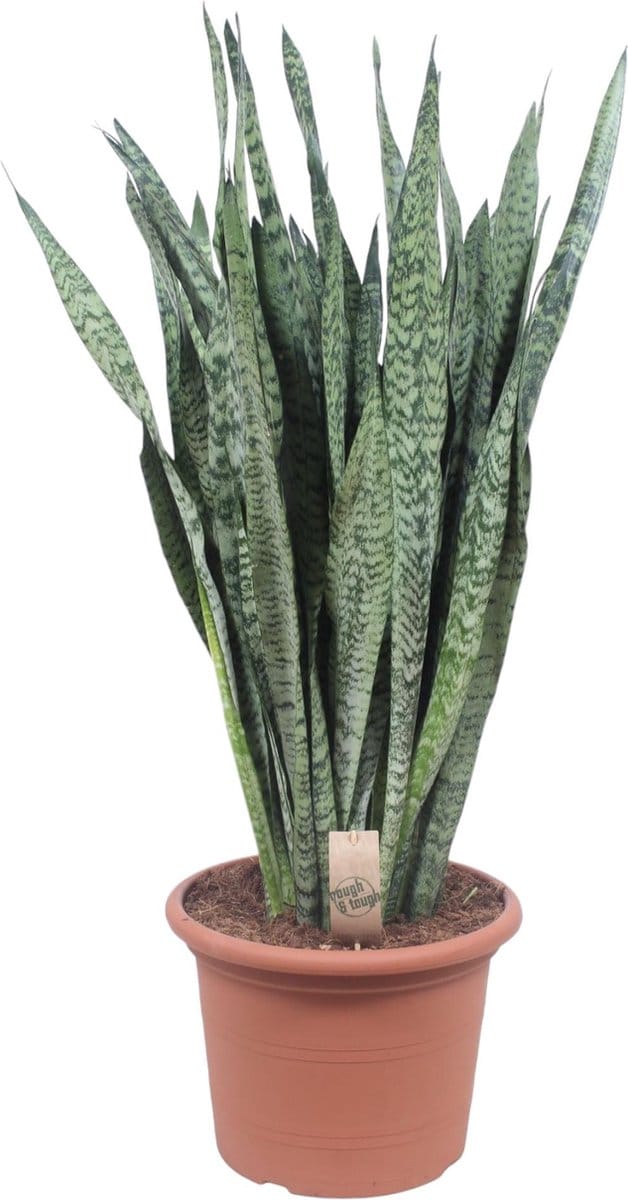 Sansevieria Zeylenica - 110 cm - ø35