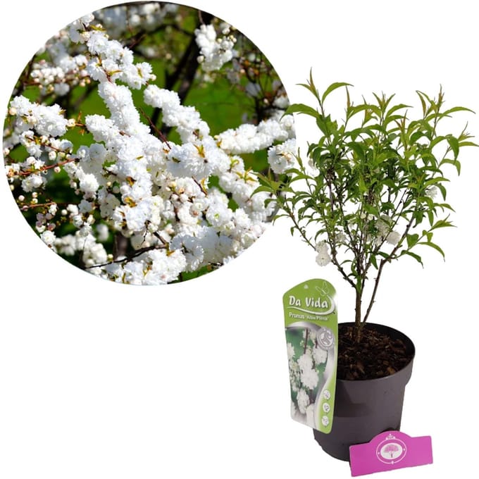 Prunus glandulosa 'Alba Plena', Witte amandel, 3 liter pot