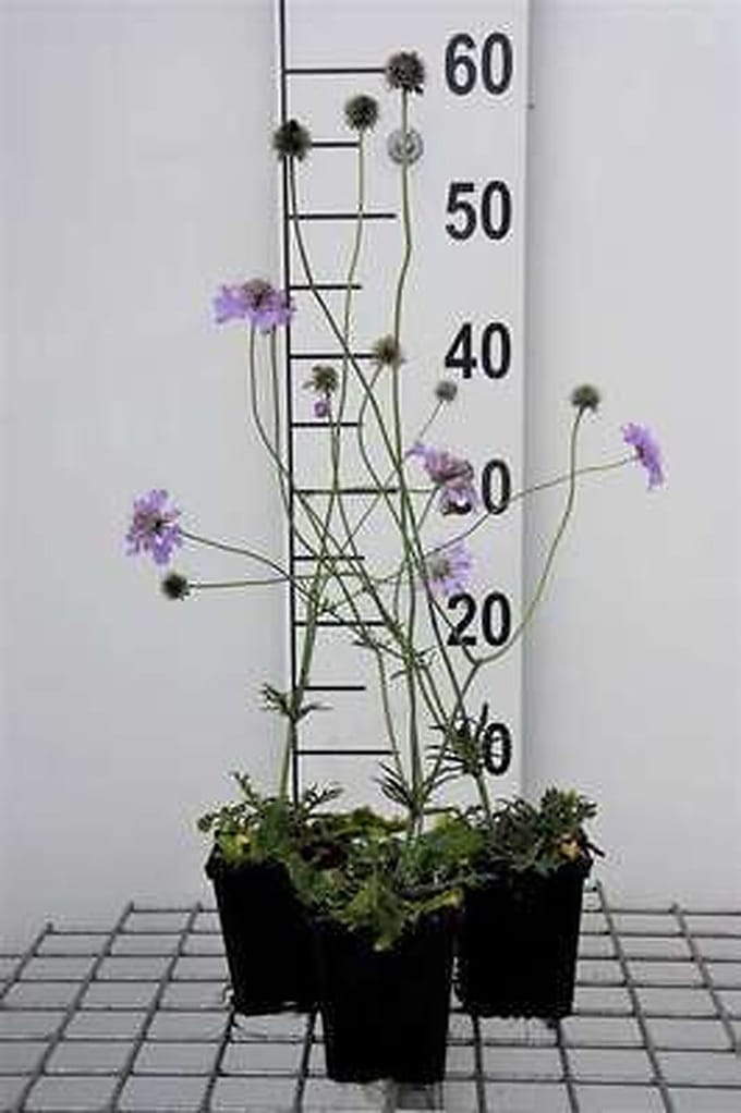6x Duifkruid - Scabiosa col. 'Butterfly Blue' | 9x9 cm pot