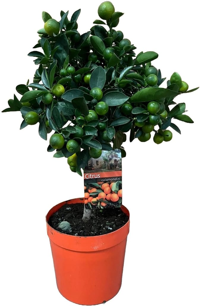 Citrus calamondin - Hoogte 70cm - Pot 21cm