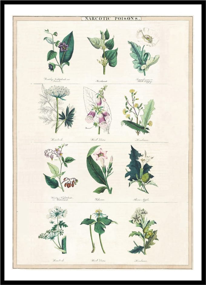 Poster Narcotic Poisons - Large 30x40 - Botanische Ilustratie - Vintage Print