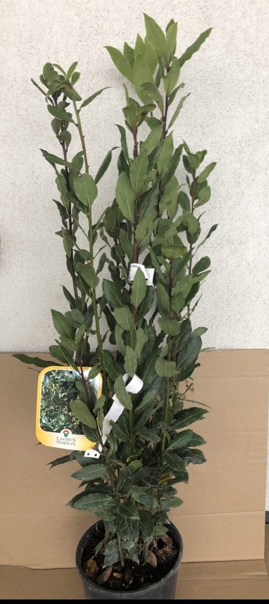 Laurus nobilis - Laurier 25-30 cm in pot
