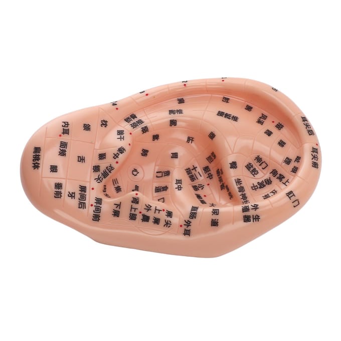 17cm Acupunctuurpunten Oormassage Model Oorzone Massagemodel voor Onderwijs Reflexologie met beige