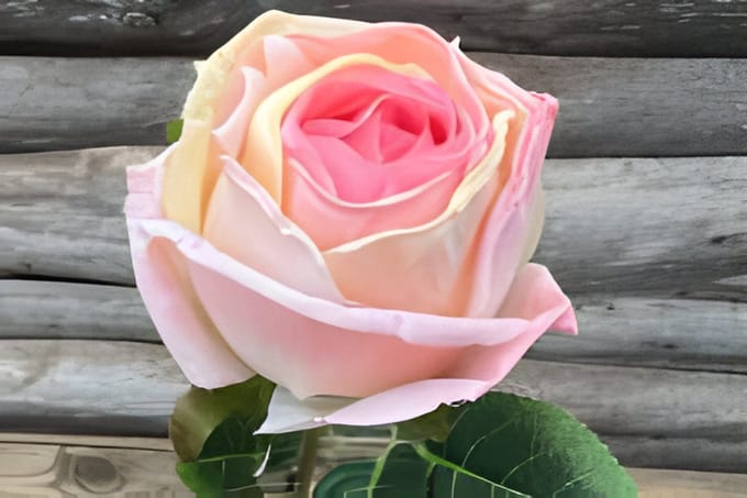 Enkele roos roze Buitengewoon de Boet