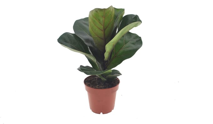 Ficus Lyrata Bambino | 35cm
