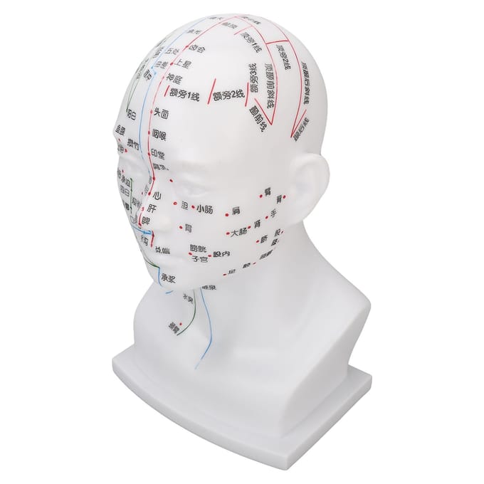 Acupunctuurpunt Hoofdmodel PVC Wit Gezicht Massage Meridianen Hoofdmodel Onderwijs Requisieten 11,8 Inch white