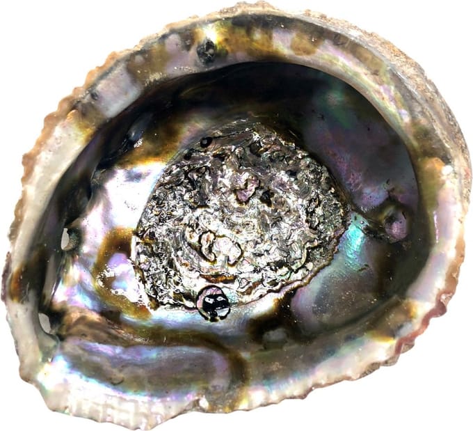 Abalone schelp Jiri & Friends