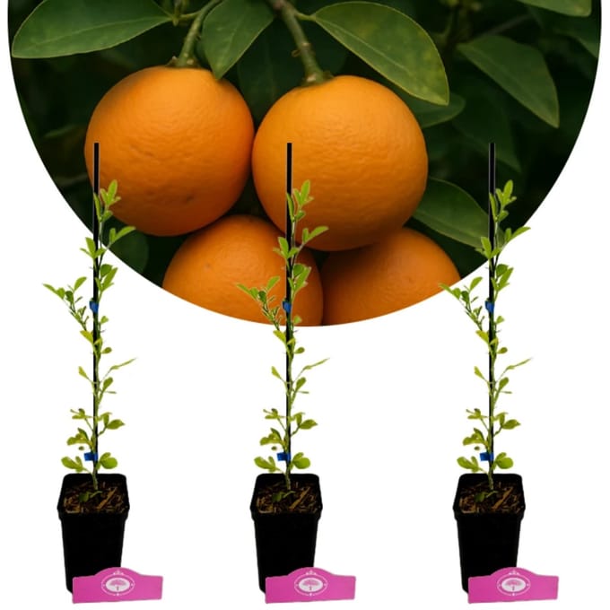 Set van 3 Carrizo citrange - Citrus carrizo - Winterhard - H40cm - 9cm pot