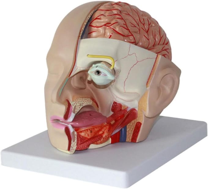 Anatomisch Model - Menselijk Hoofd - Educatieve Studie - Genummerde Onderdelen - Levensgroot - Veelkleurig
