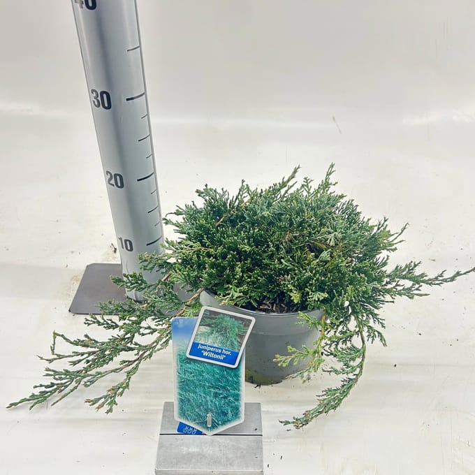 Juniperus horizontalis ’Wiltonii’ - Jeneverbes | 25-30 cm pot