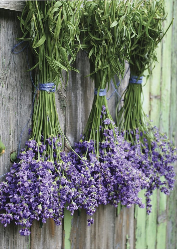 Art for the Home Lavendel Buitencanvas 70x50 cm