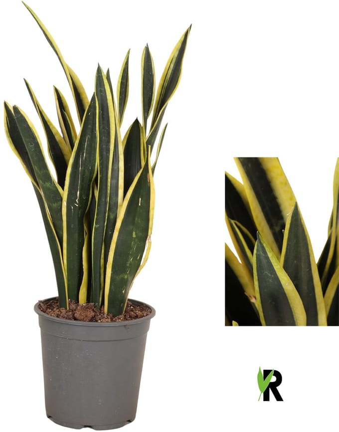 Sansevieria Orient Night 80 cm – Kamerplant – Vers Van De Kweker – Potmaat Ø24 cm