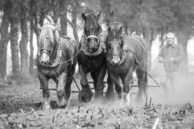 Trekpaarden TW7 - Canvas - Ton van der Weerden - 70 x 100 cm