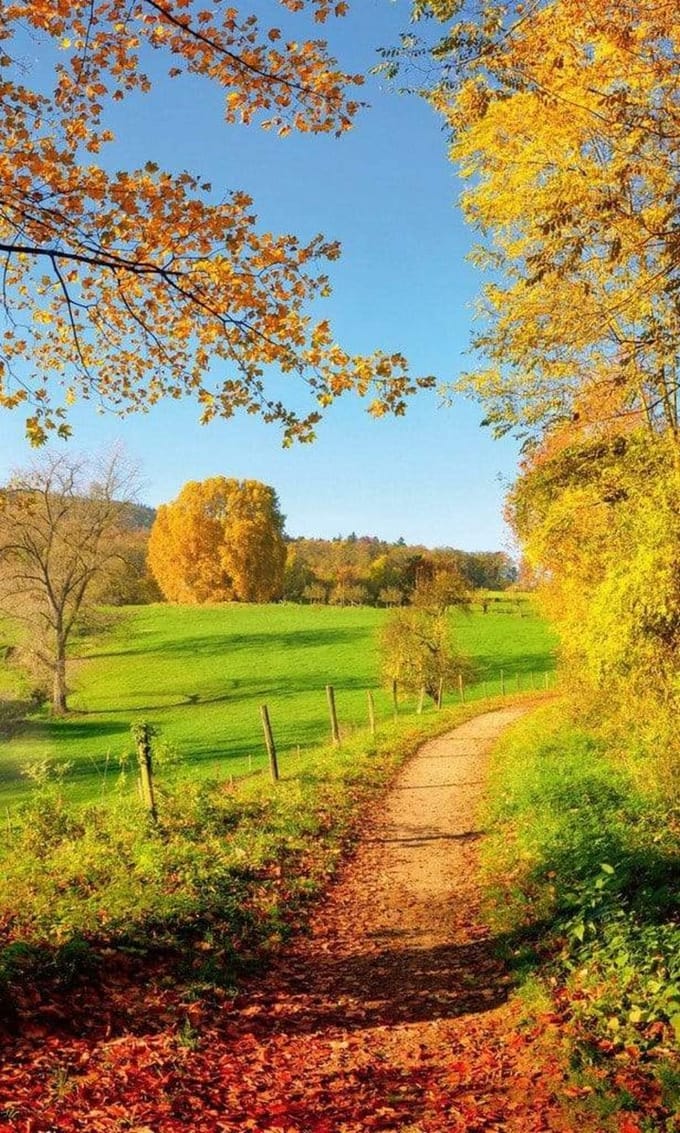 Fotobehang - Meadow 150x250cm - Vliesbehang