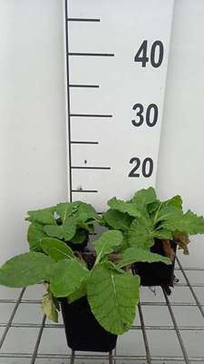 6x Sleutelbloem - Primula veris | 9x9 cm pot