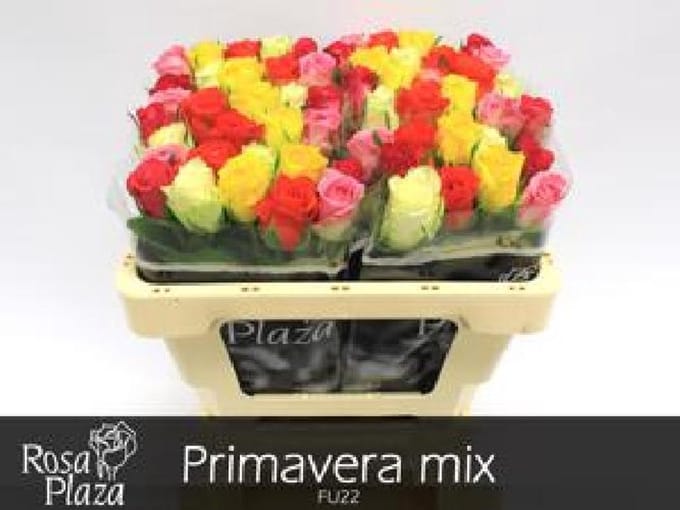 20x Rosa mix vast primavera ammerlaan 50cm