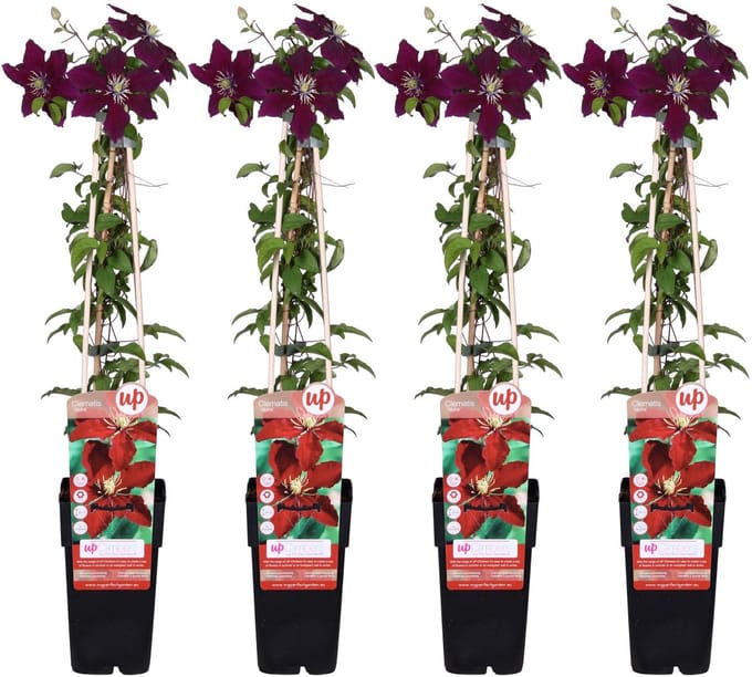 4x Clematis ‘Niobe’ – Roodbloeiende klimplant – Ø15 cm – ↨65 cm hoog