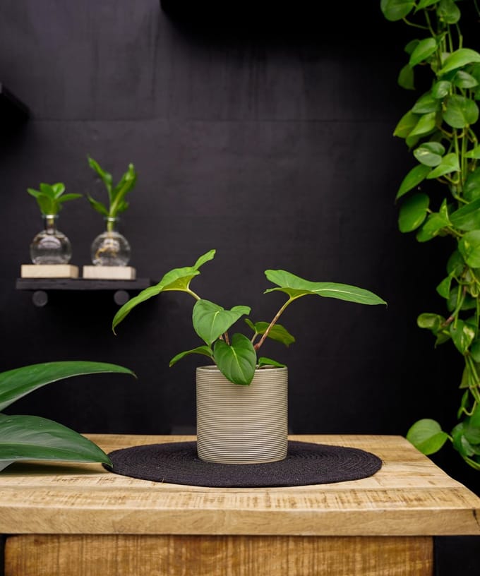 Adelonema Crinipes | 30cm | met keramieken pot