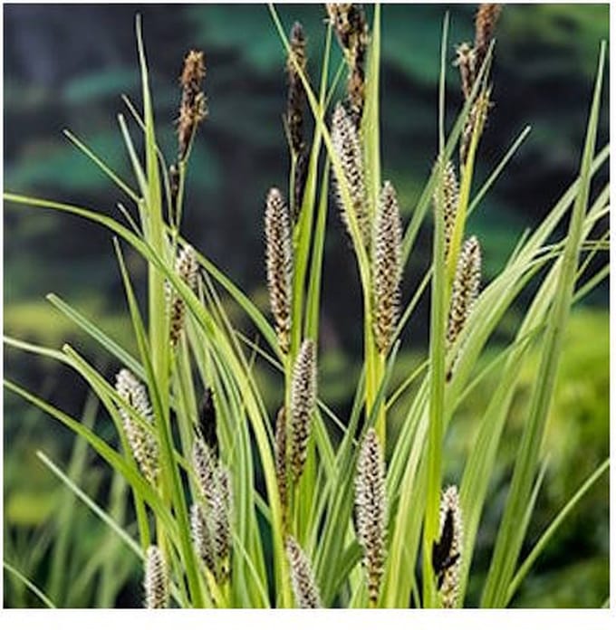 Moerings Carex Riparia | Oeverzegge | In 9CM pot