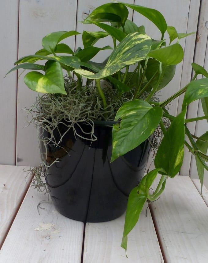 Warentuin natuurlijk - Epipremnum geelgroen zwarte/antraciete pot 2...