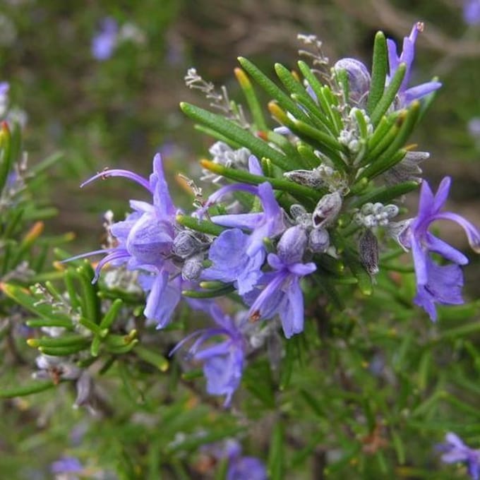 6 x Rosmarinus Officinalis - Rozemarijn pot 9x9cm