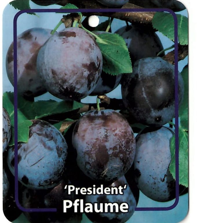 Oosterik home - Prunus Domestica President