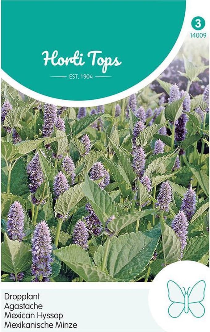 Hortitops - Agastache, Dropplant (mexicana)