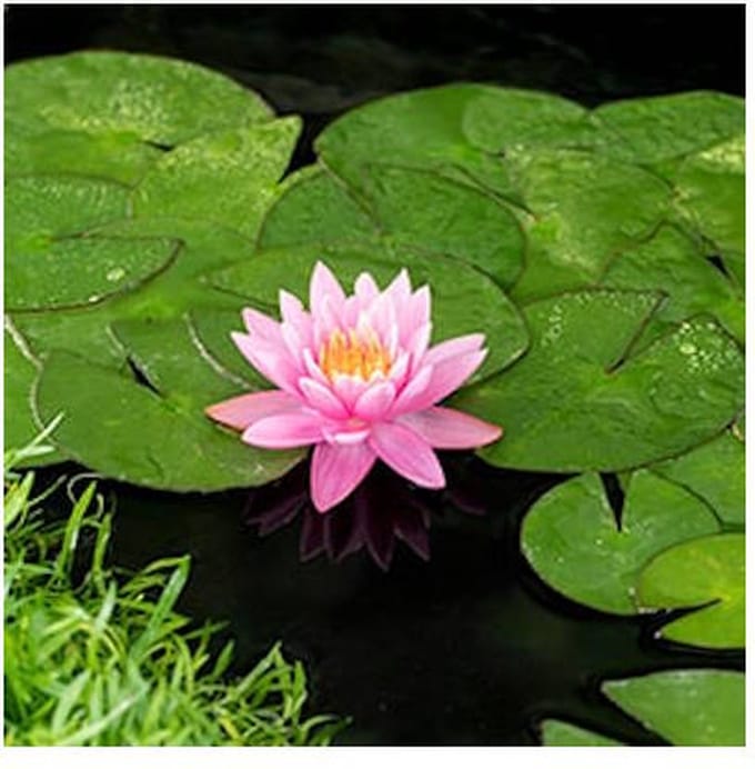 Moerings Nymphaea Firecrest | Waterlelie | In 3L Mand