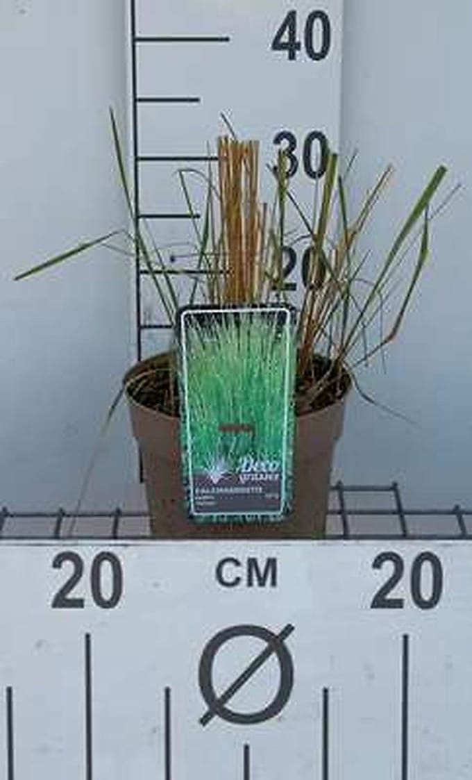 Struisriet - Calamagrostis acut. Overdam' | 3 liter pot