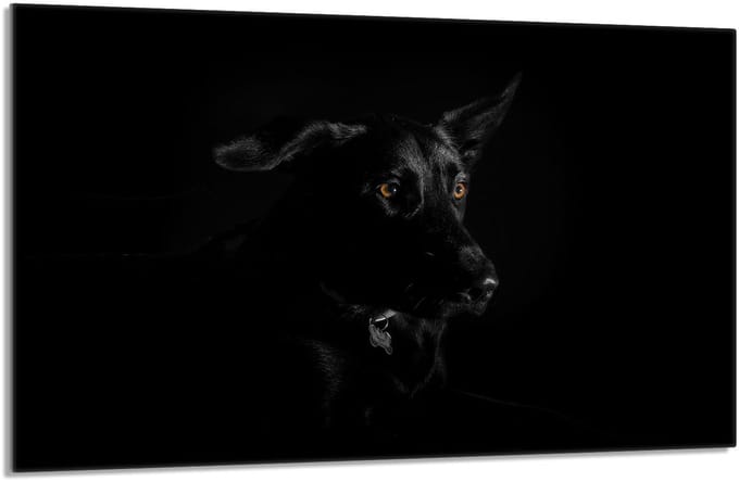 TMK ArtDeko - Gardeplaat Glas - 80x52 cm - Hond - Krasbestendig