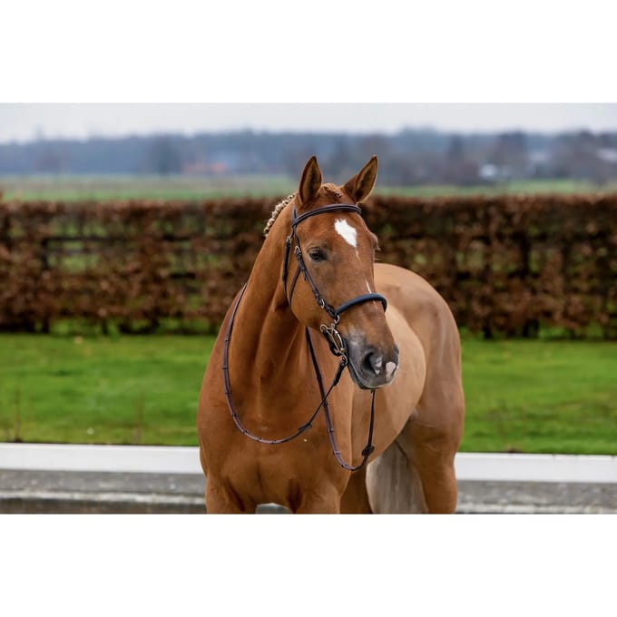 Anatomisch ruiterbit Trust Hickstead Hackamore