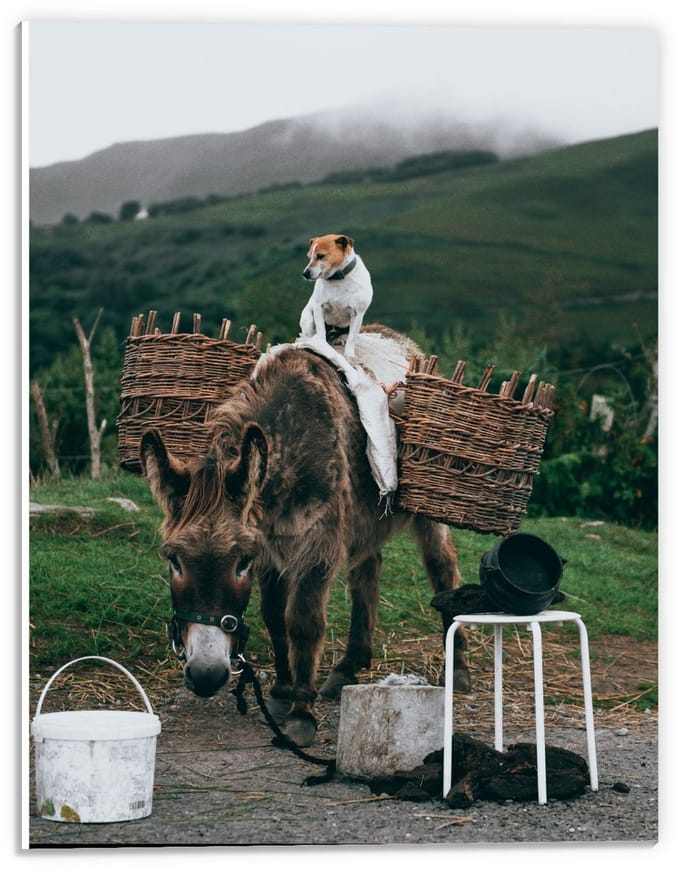 Forex - Pakezel met Hond op Rug - 30x40cm Foto op Forex