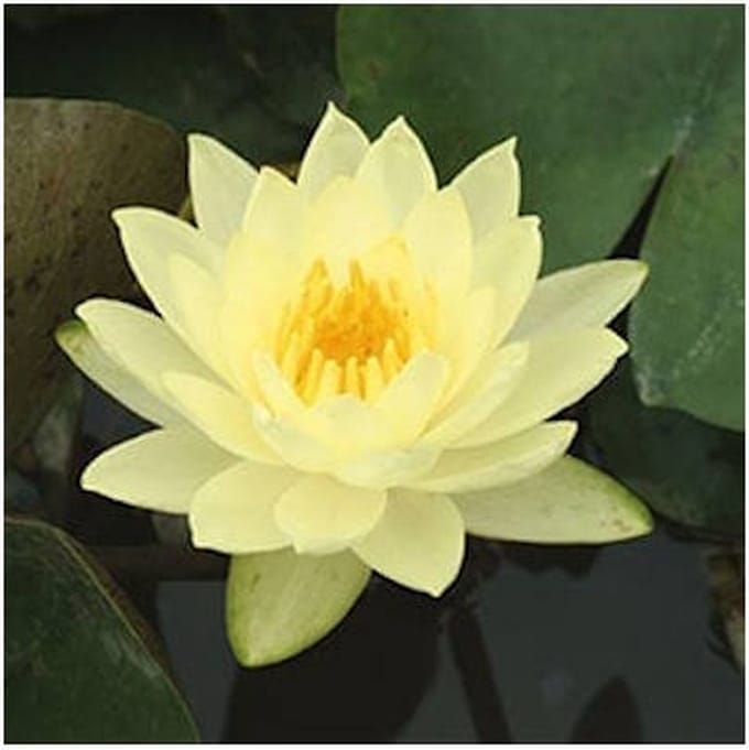 Moerings Nymphaea Joey Tomocik | Waterlelie | In 3L Mand