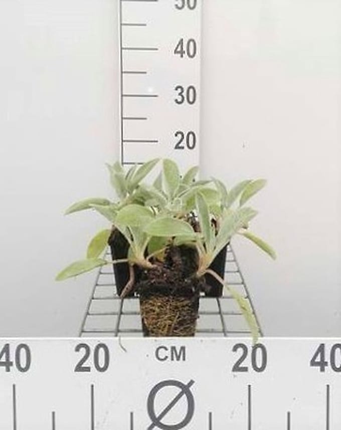 6x Ezelsoor - Stachys byz. 'Cotton Boll' ('sheila macqueen') | 9x9 cm pot