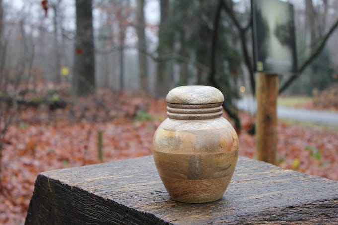 Mangohouten urn de Slufter