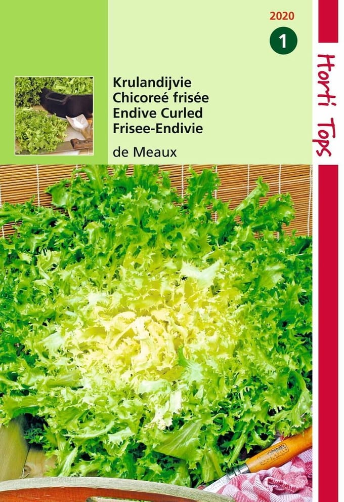 2 stuks Hortitops Krulandijvie De Meaux