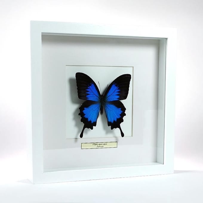 Opgezette vlinder in witte lijst: Papilio ulysses