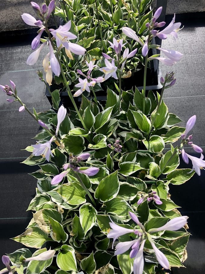 3x Hartlelie, Funkia - - Hosta hybr. 'Patriot' | 9x9 cm pot